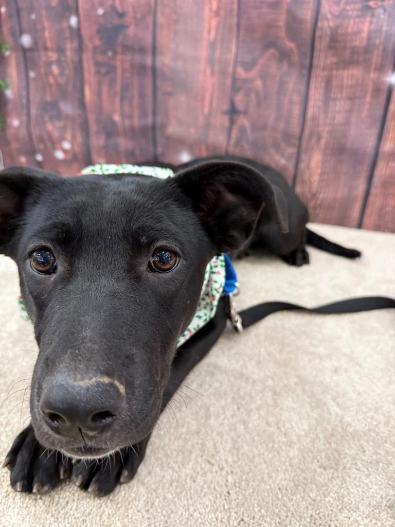 Rain, a Adoptable mixed breed in Fond Du Lac, WI image 4/6