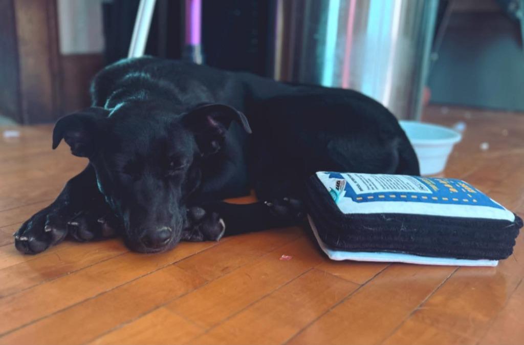 Rain, a Adoptable mixed breed in Fond Du Lac, WI image 5/6