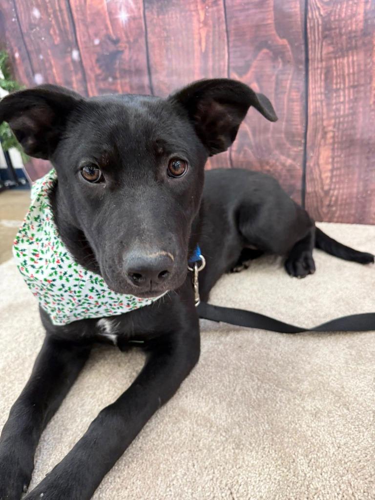 Rain, a Adoptable mixed breed in Fond Du Lac, WI image 6/6