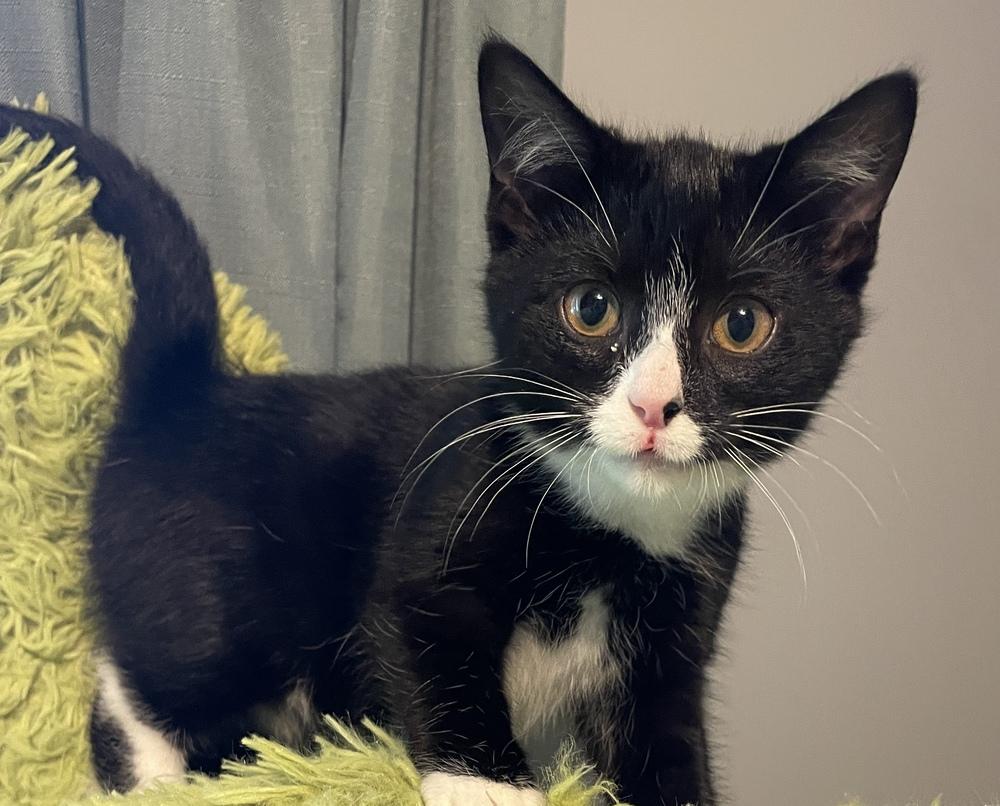 Enlarge Maryanne, a Adoptable Domestic Short Hair in China Township, MI image 4/4