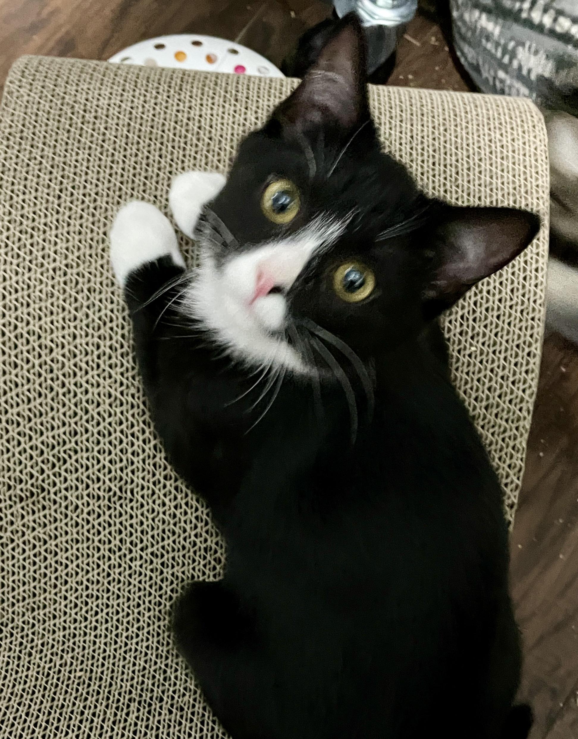Enlarge Maryanne, a Adoptable Domestic Short Hair in China Township, MI image 2/4