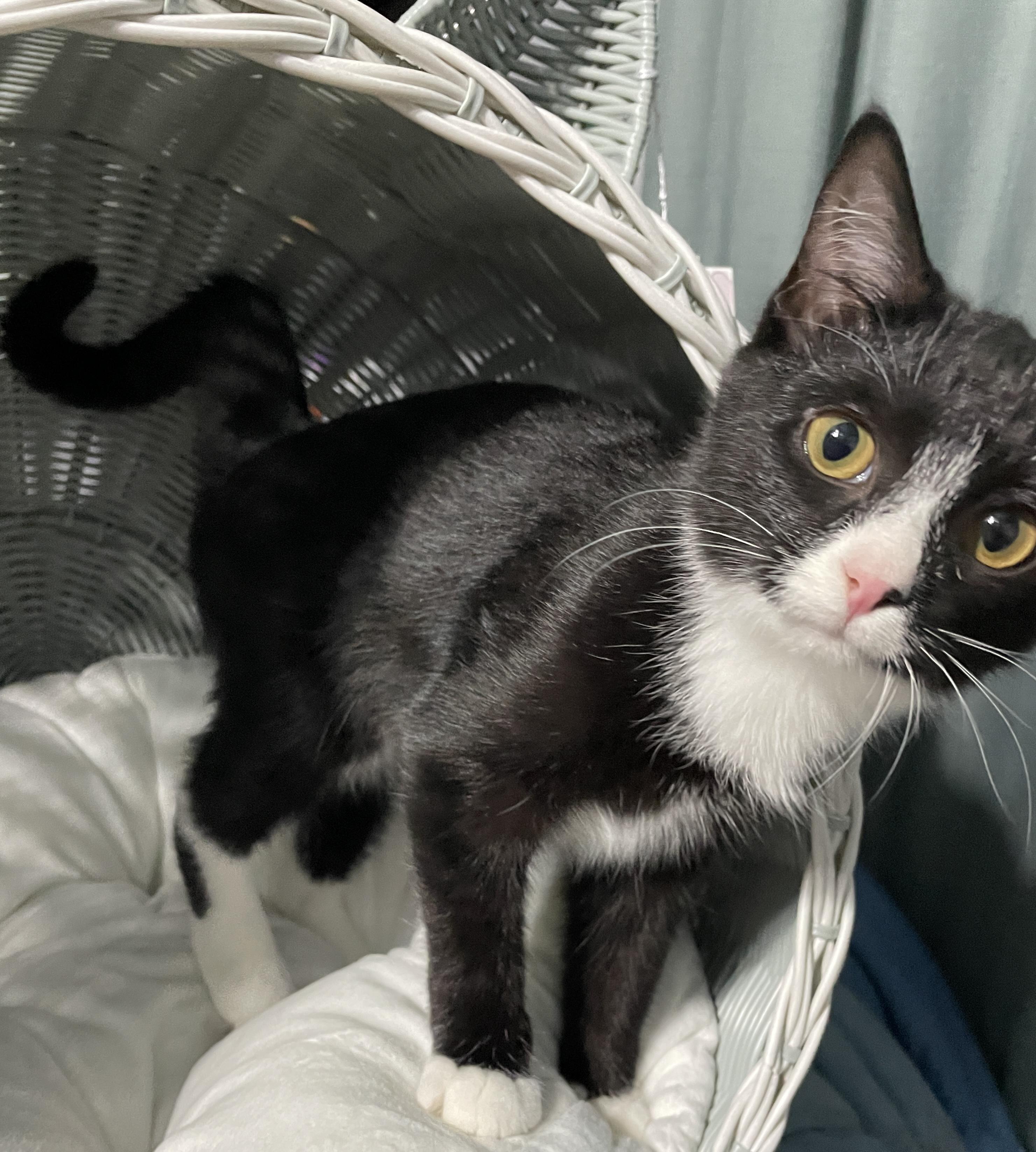 Maryanne, Adoptable, Kitten Female Domestic Short Hair.