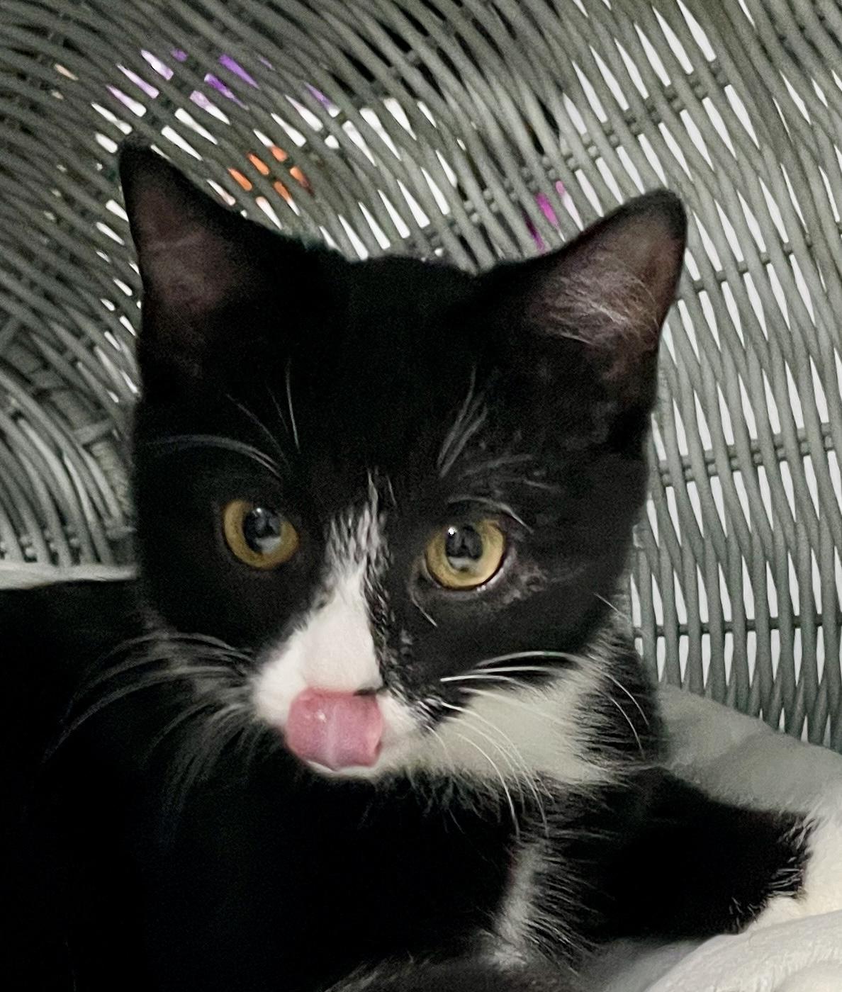 Enlarge Maryanne, a Adoptable Domestic Short Hair in China Township, MI image 3/4