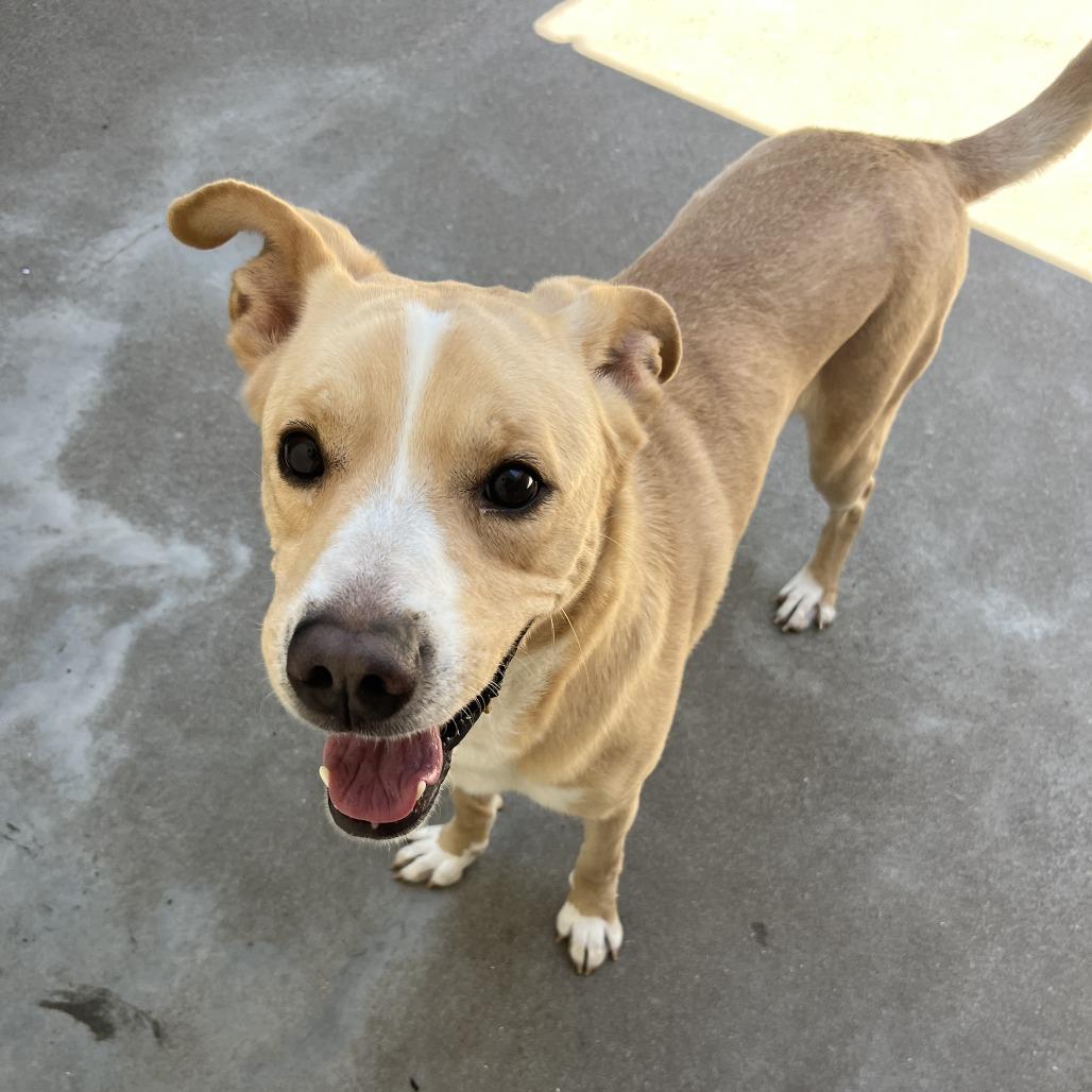 Buddy, Adoptable, Adult Male Labrador Retriever.