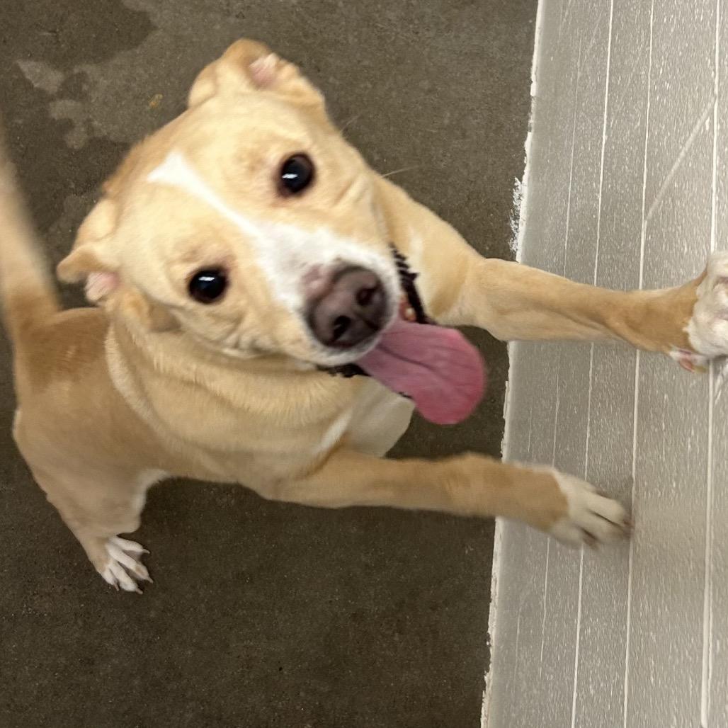 Enlarge Buddy, a Adoptable Labrador Retriever in Manhattan, KS image 2/2