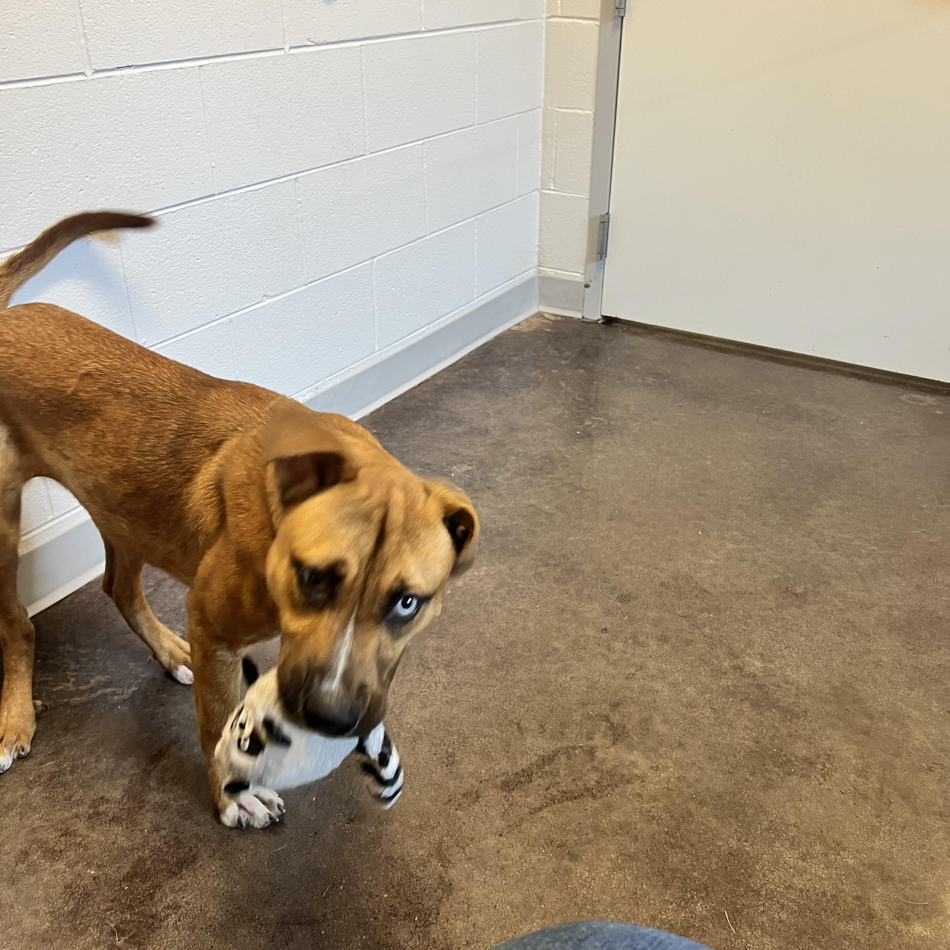 Hopper, a Adoptable mixed breed in Horn Lake, MS image 5/6