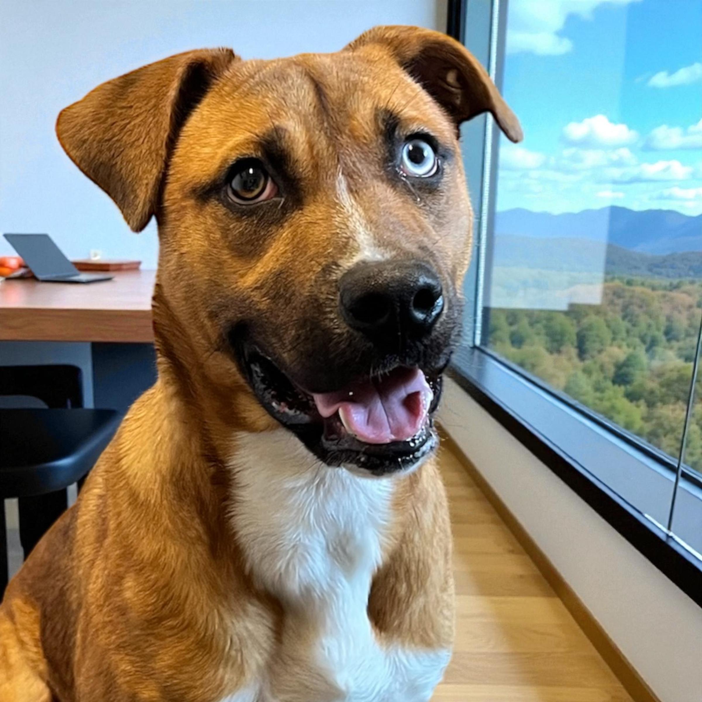 Hopper, a Adoptable mixed breed in Horn Lake, MS image 1/6
