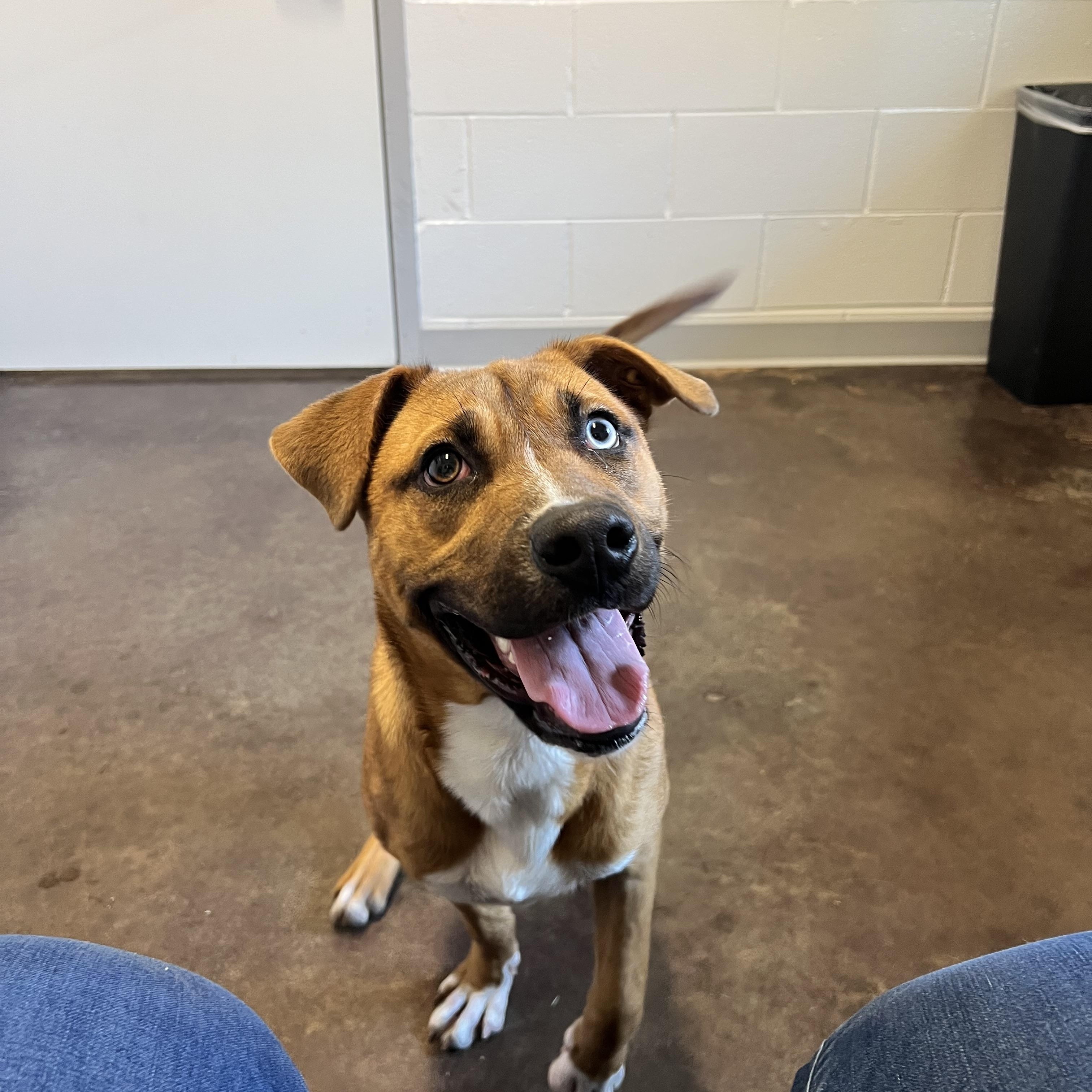 Hopper, a Adoptable mixed breed in Horn Lake, MS image 4/6
