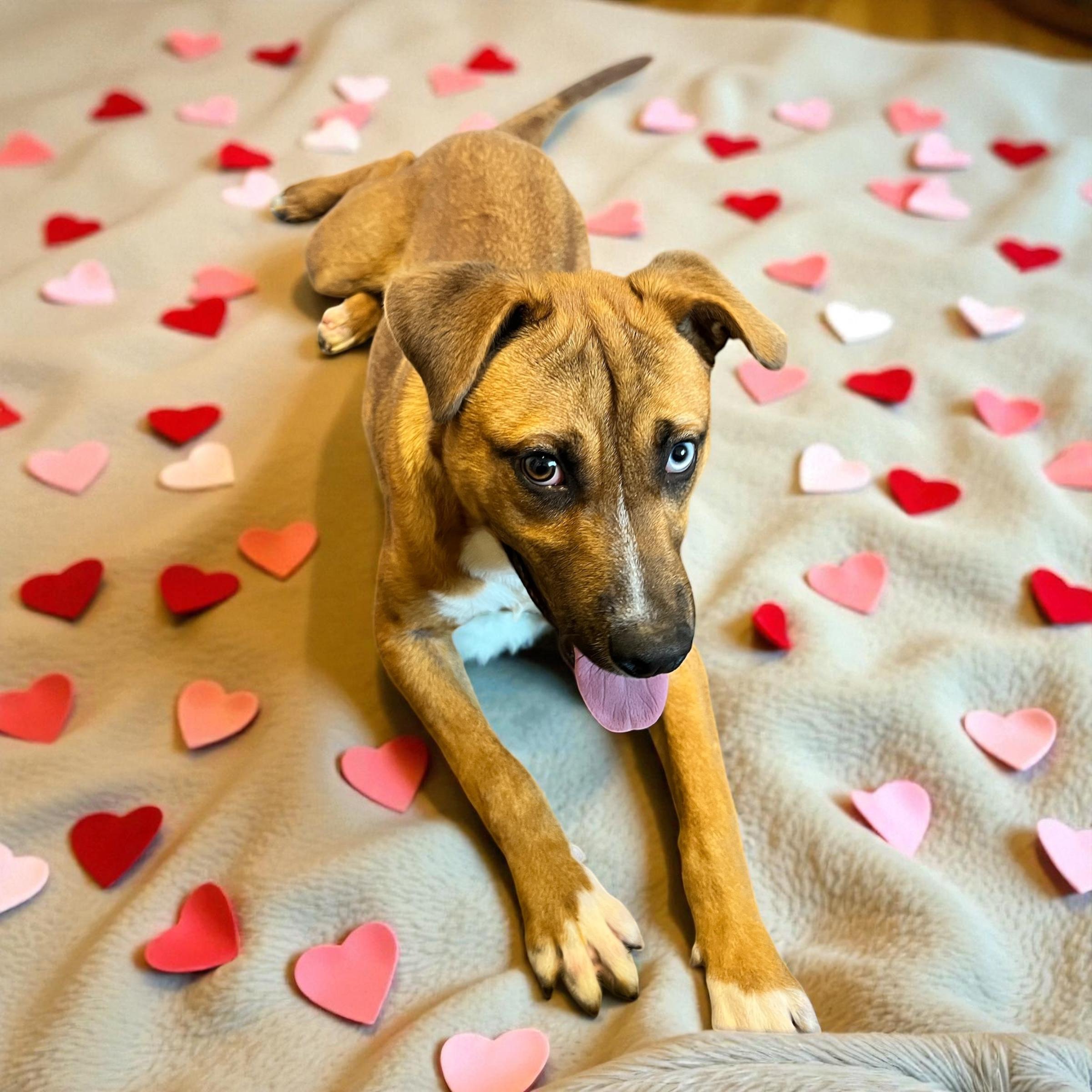 Hopper, a Adoptable mixed breed in Horn Lake, MS image 2/6