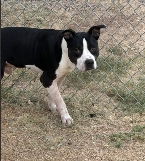 TANGERINE, Adoptable, Adult Male Pit Bull Terrier & Mixed Breed.
