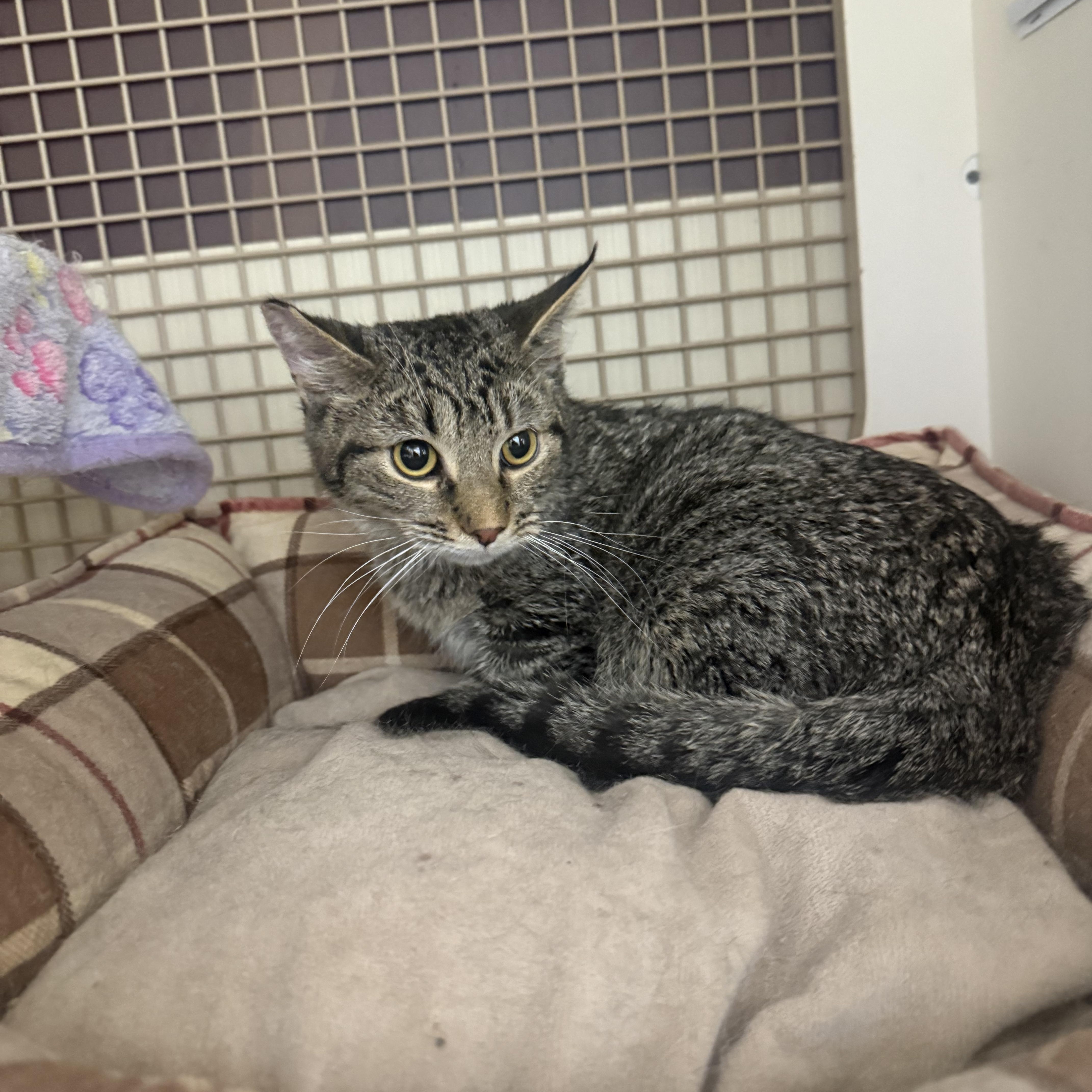 Enlarge Looney Bin of Chaos, a Adoptable Tabby in Las Vegas, NV image 1/1