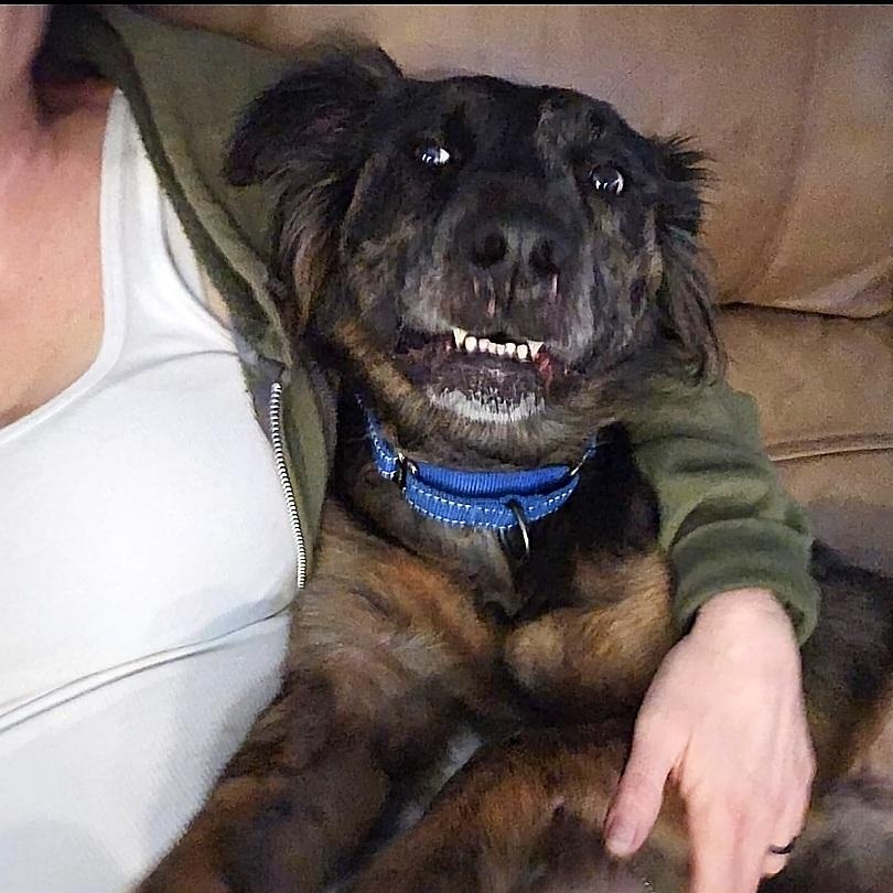 Bon Jovi, a Adoptable mixed breed in Houston, TX image 5/6