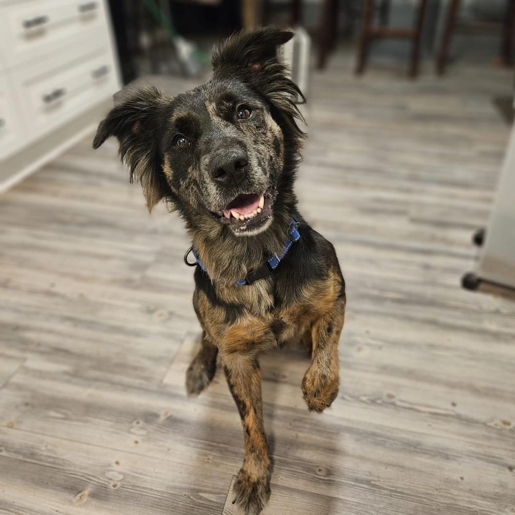 Bon Jovi, a Adoptable mixed breed in Houston, TX image 3/6