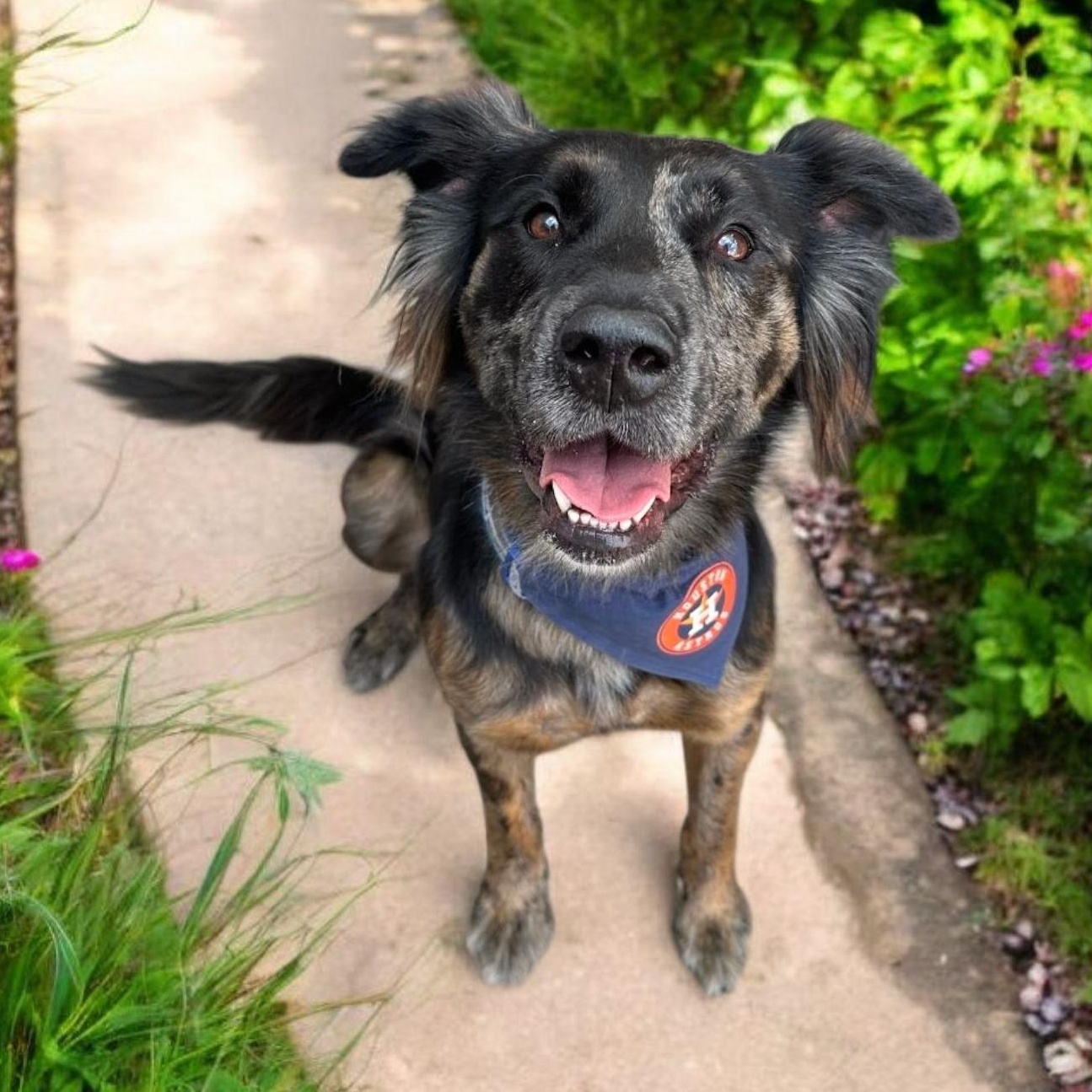 Bon Jovi, a Adoptable mixed breed in Houston, TX image 1/6