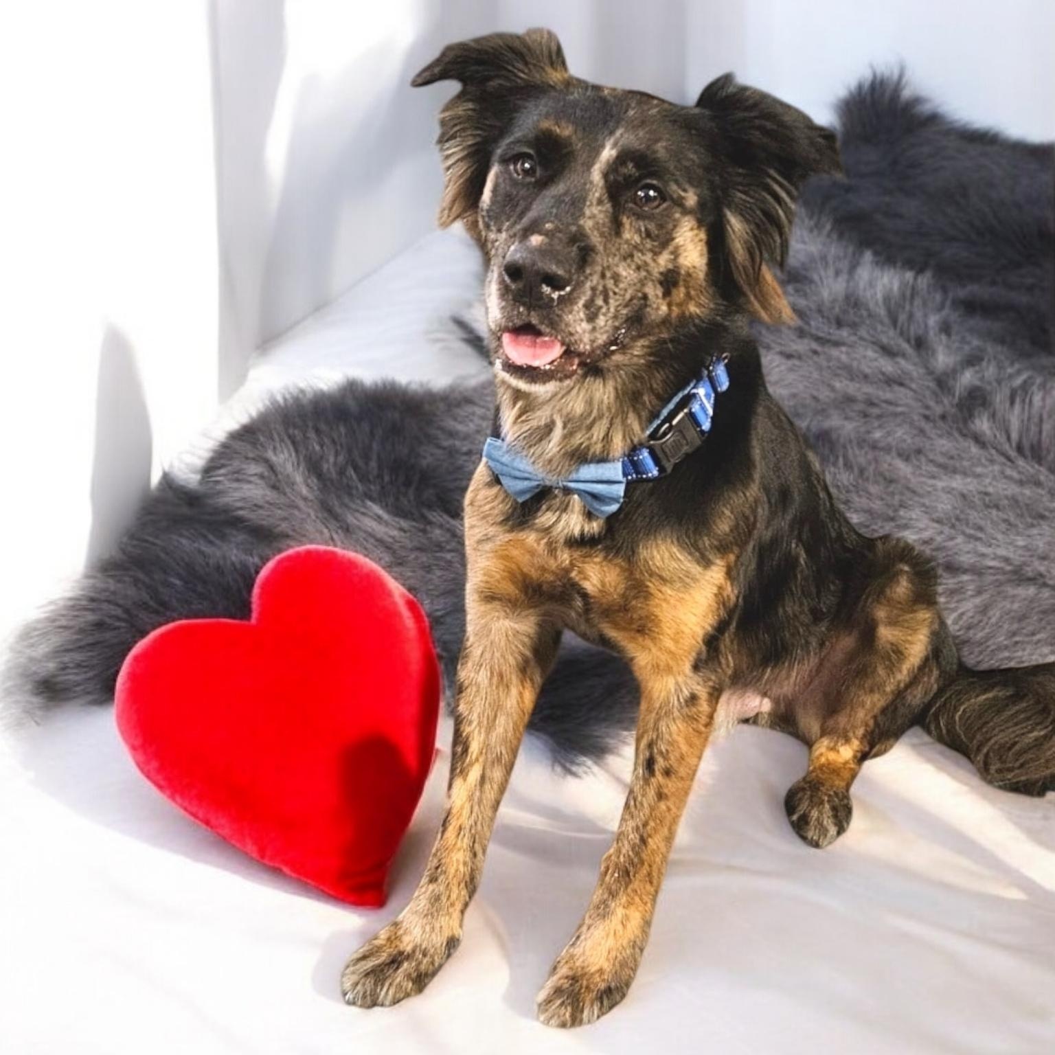 Bon Jovi, a Adoptable mixed breed in Houston, TX image 4/6