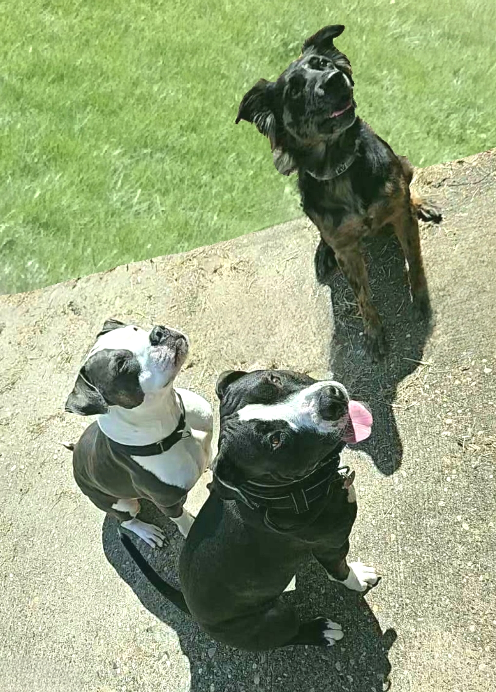 Bon Jovi, a Adoptable mixed breed in Houston, TX image 6/6