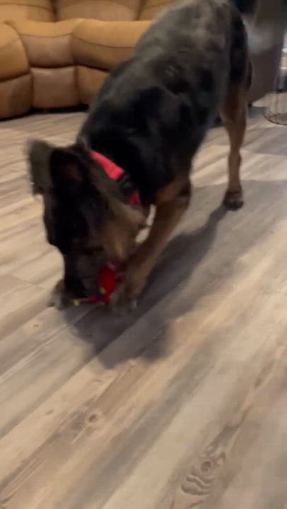 Enlarge Bon Jovi, a Adoptable mixed breed in Houston, TX video 2/6