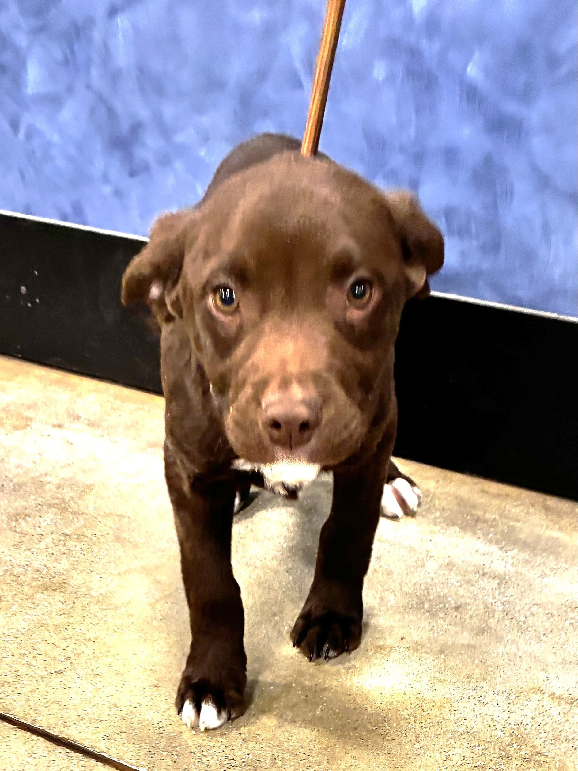 Enlarge Hoopster, an adopted mixed breed in West Chicago, IL image 3/3