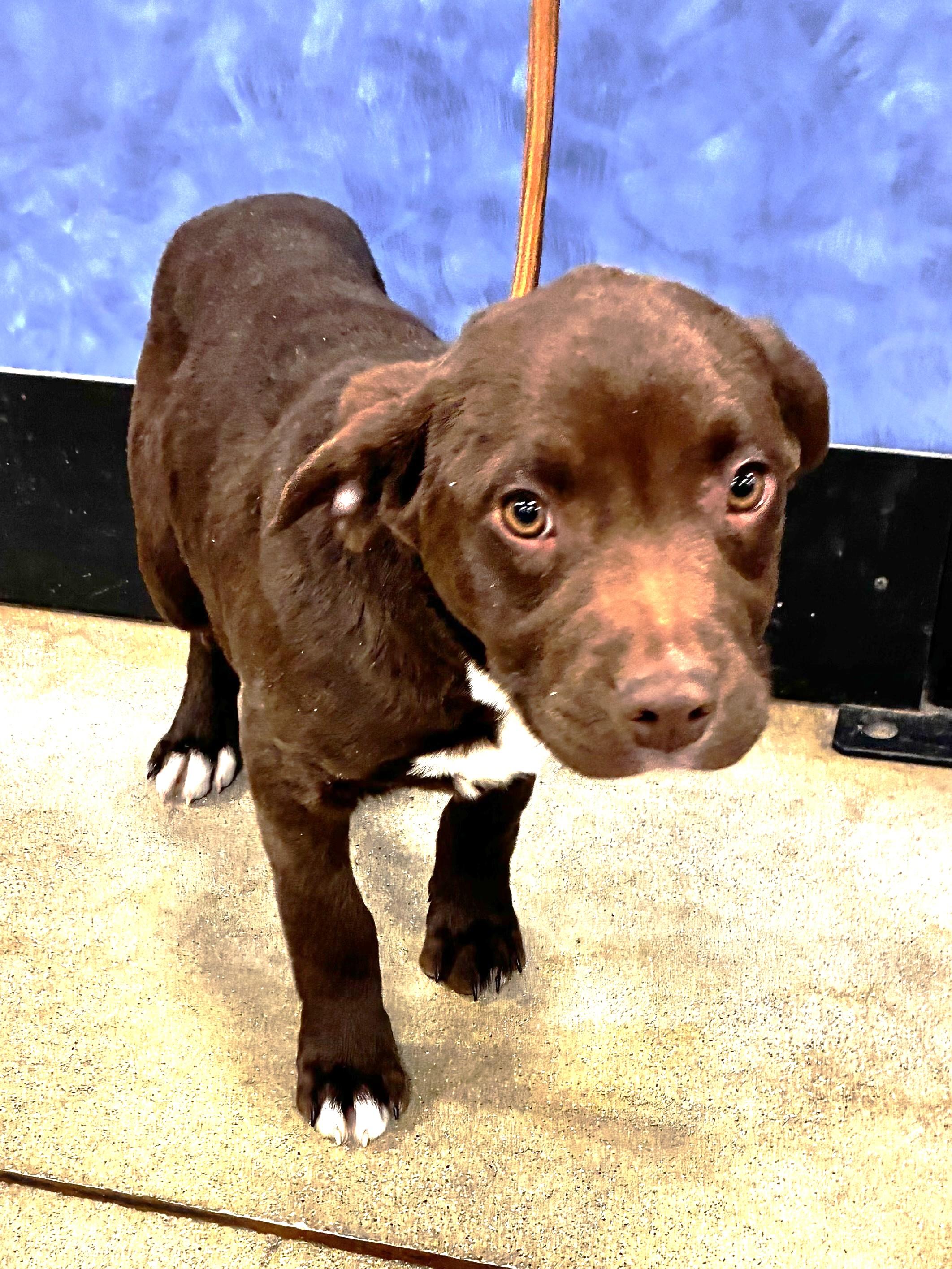 Enlarge Hoopster, an adopted mixed breed in West Chicago, IL image 1/3