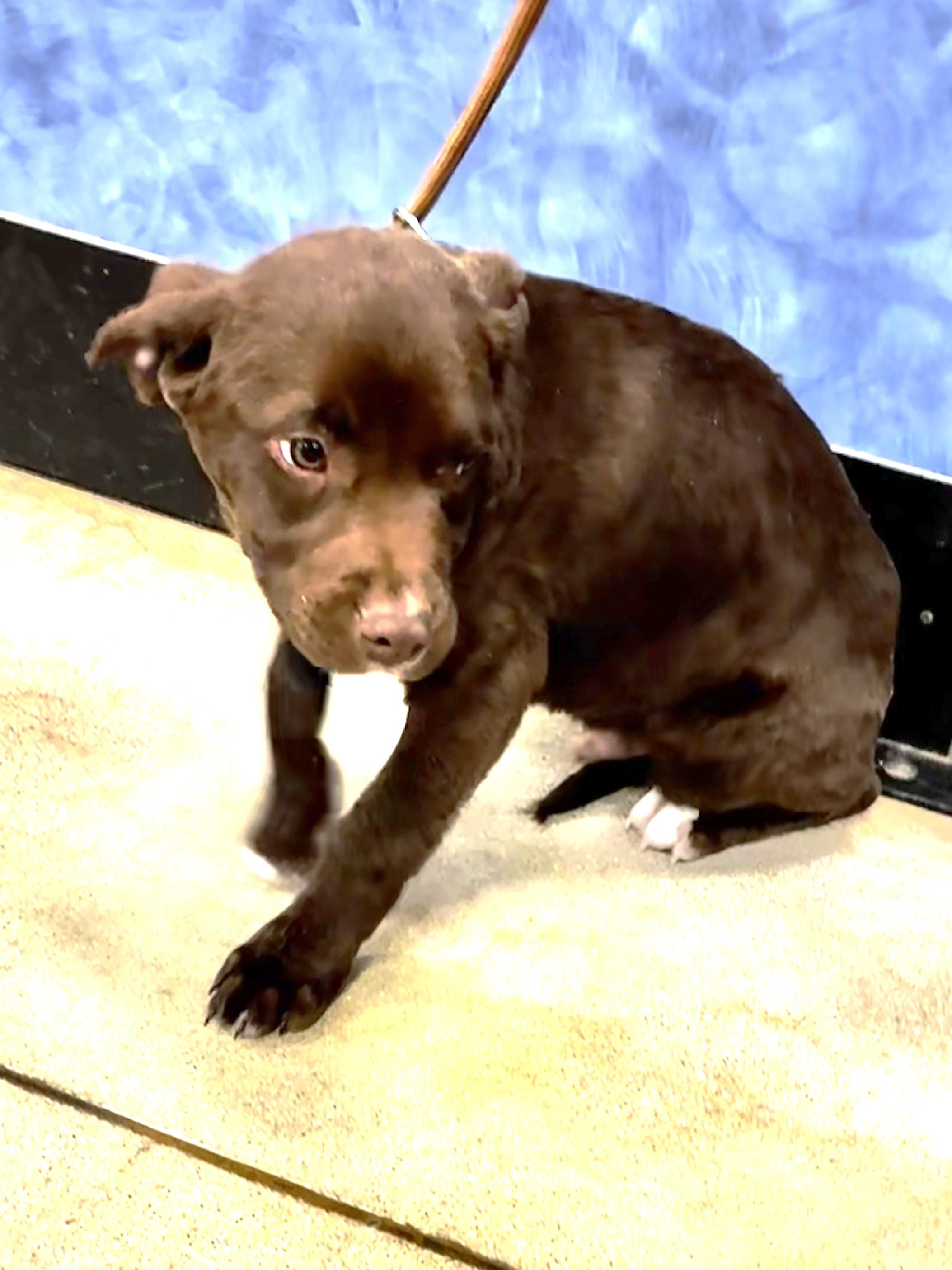 Enlarge Hoopster, an adopted mixed breed in West Chicago, IL image 2/3