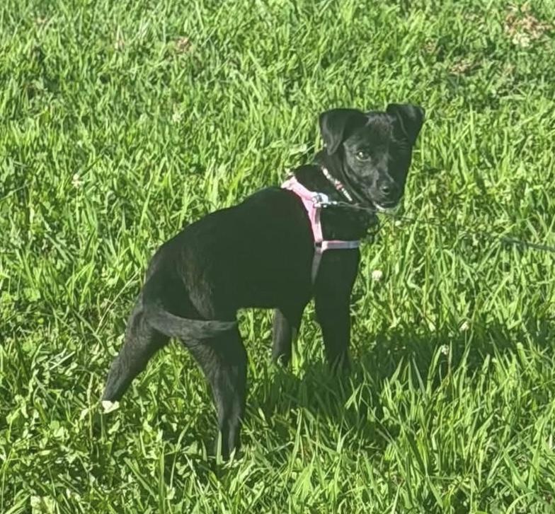 Beatrice, a ADOPTABLE Mixed Breed in Louisville, KY image 2/2