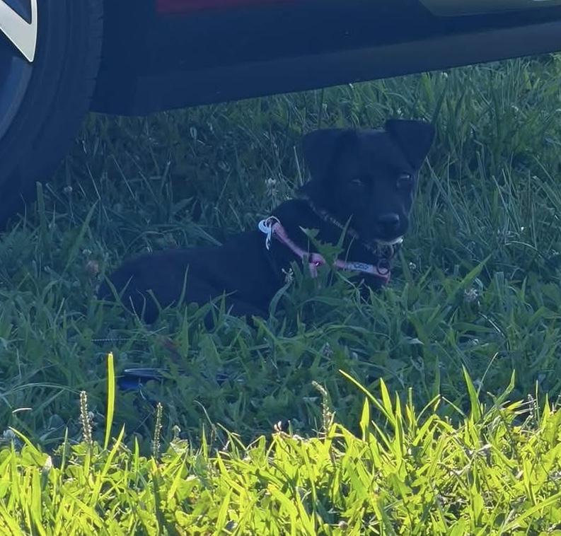 Beatrice, ADOPTABLE, Puppy Female Mixed Breed.