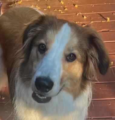 Olive, Adoptable, Young Female Collie & Border Collie.