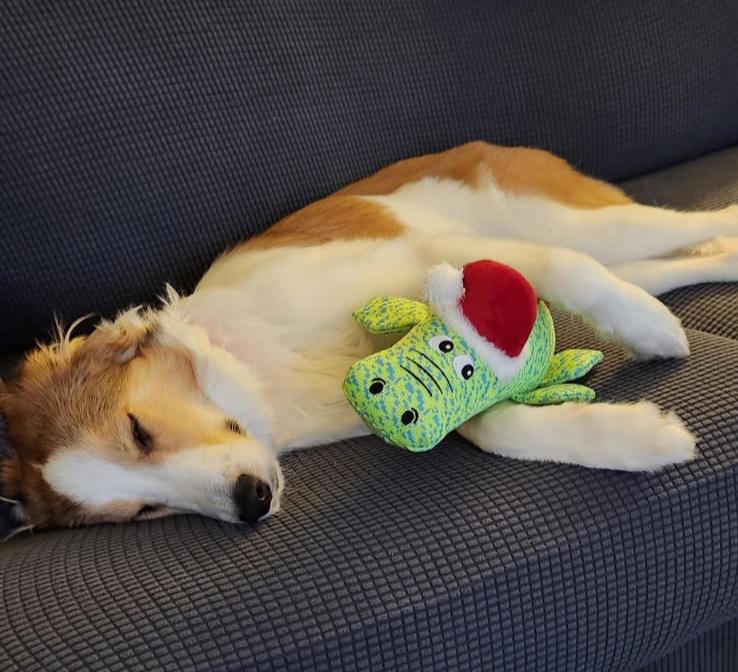 Olive, a Adoptable mixed breed in Chapel Hill, TN image 5/5