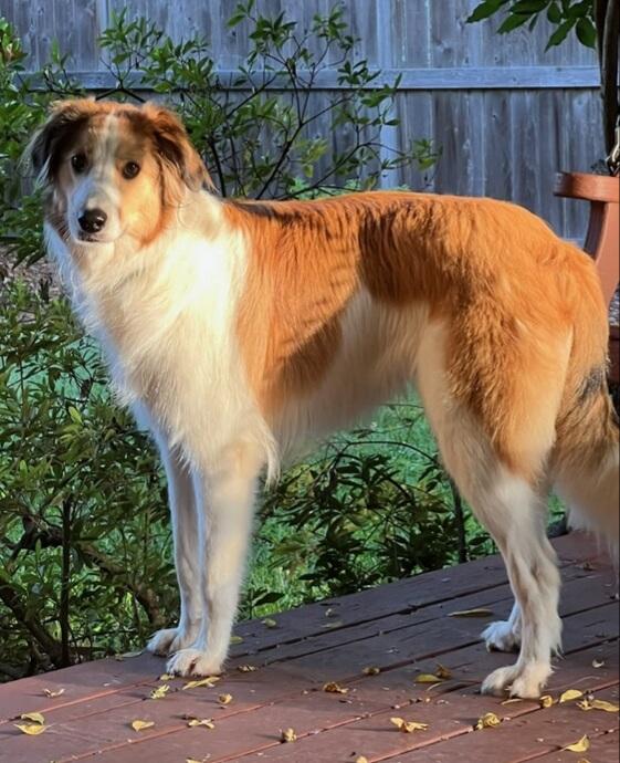 Olive, Adoptable, Young Female Collie & Border Collie.