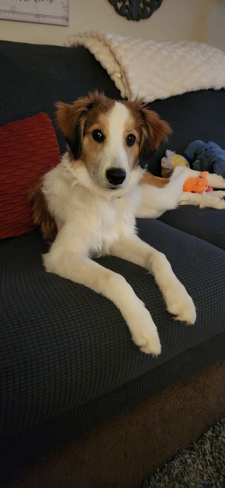 Olive, a Adoptable mixed breed in Chapel Hill, TN image 4/5