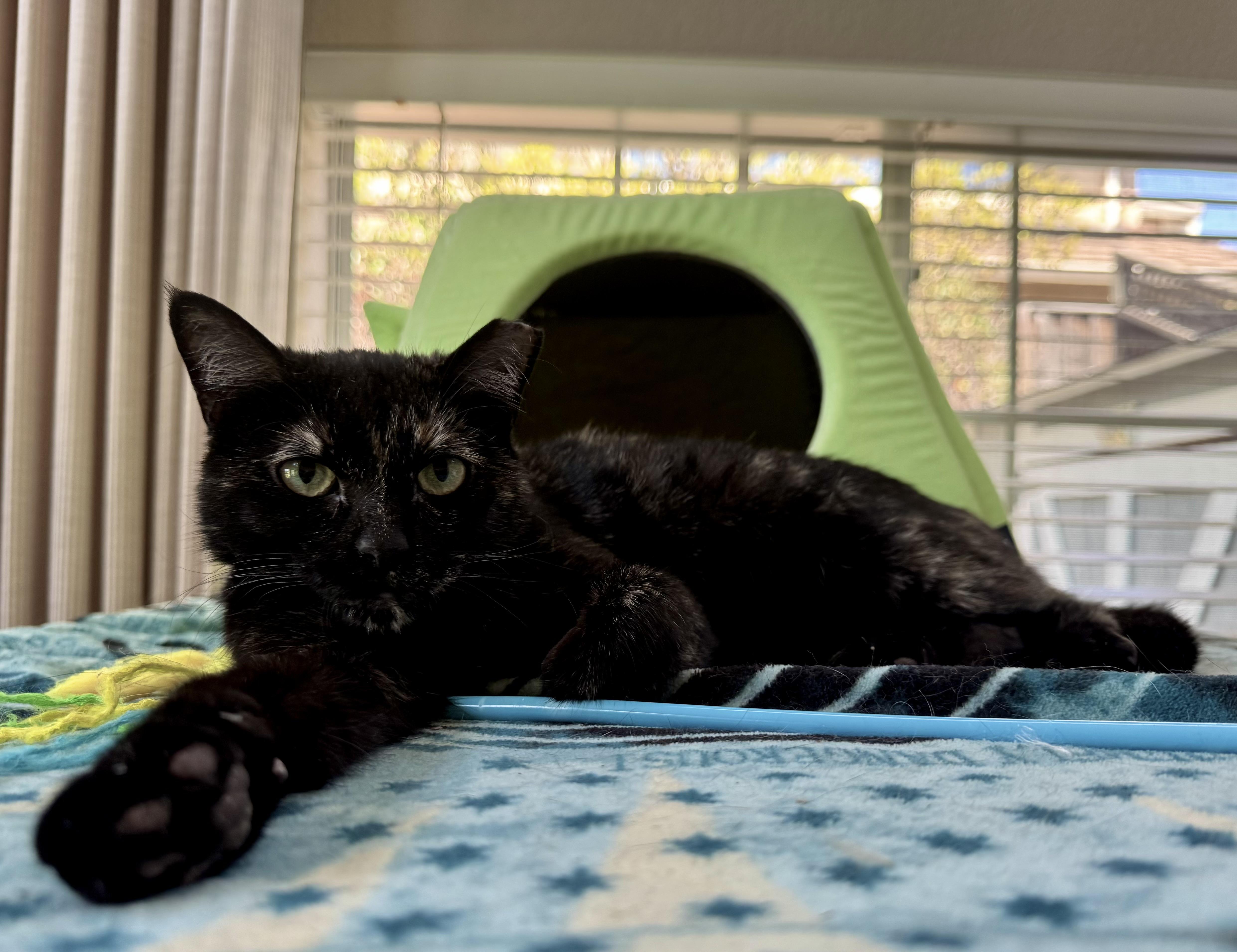 Tameka (self-sufficient / gentle / calm)