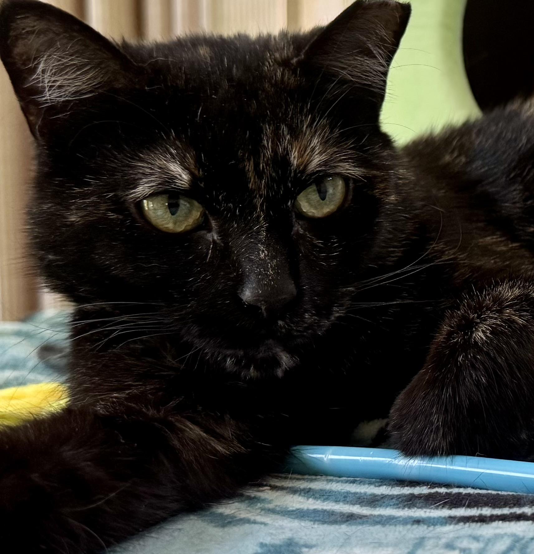 Tameka (self-sufficient / gentle / calm), a Adoptable mixed breed in San Jose, CA image 2/3