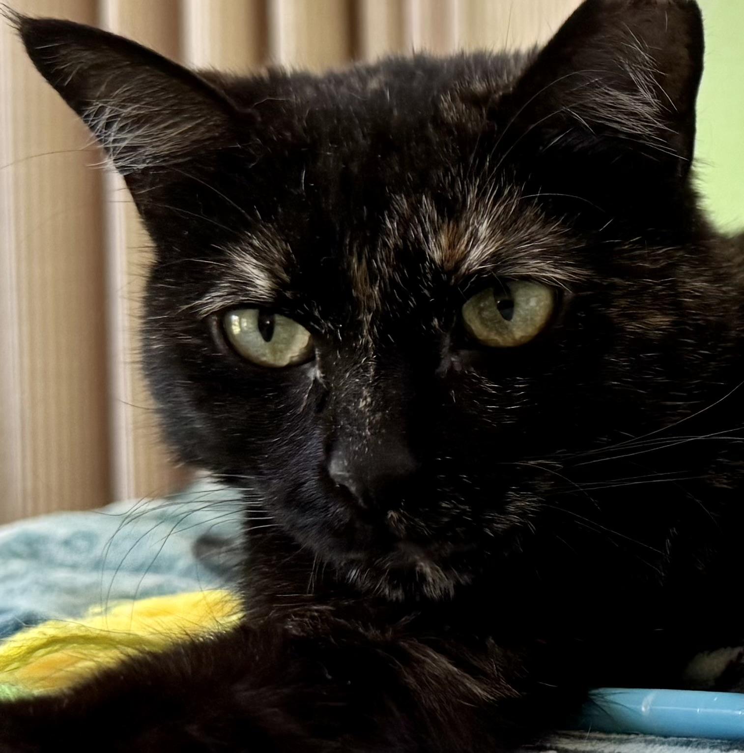 Tameka (self-sufficient / gentle / calm), Adult Female unknown
