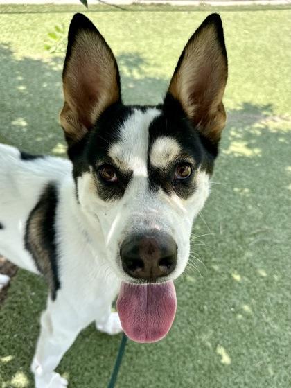 Pennywise the Dancing Clown, Adoptable, Adult Male Mixed Breed & Mixed Breed.