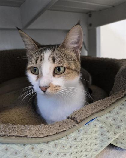 Sybil, Adoptable, Adult Female Domestic Short Hair & Domestic Short Hair.