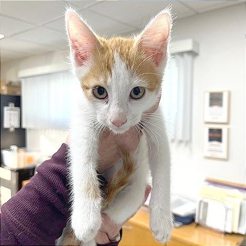 Enlarge Cider, a Adoptable Domestic Short Hair in Pleasant Hill, CA image 1/3