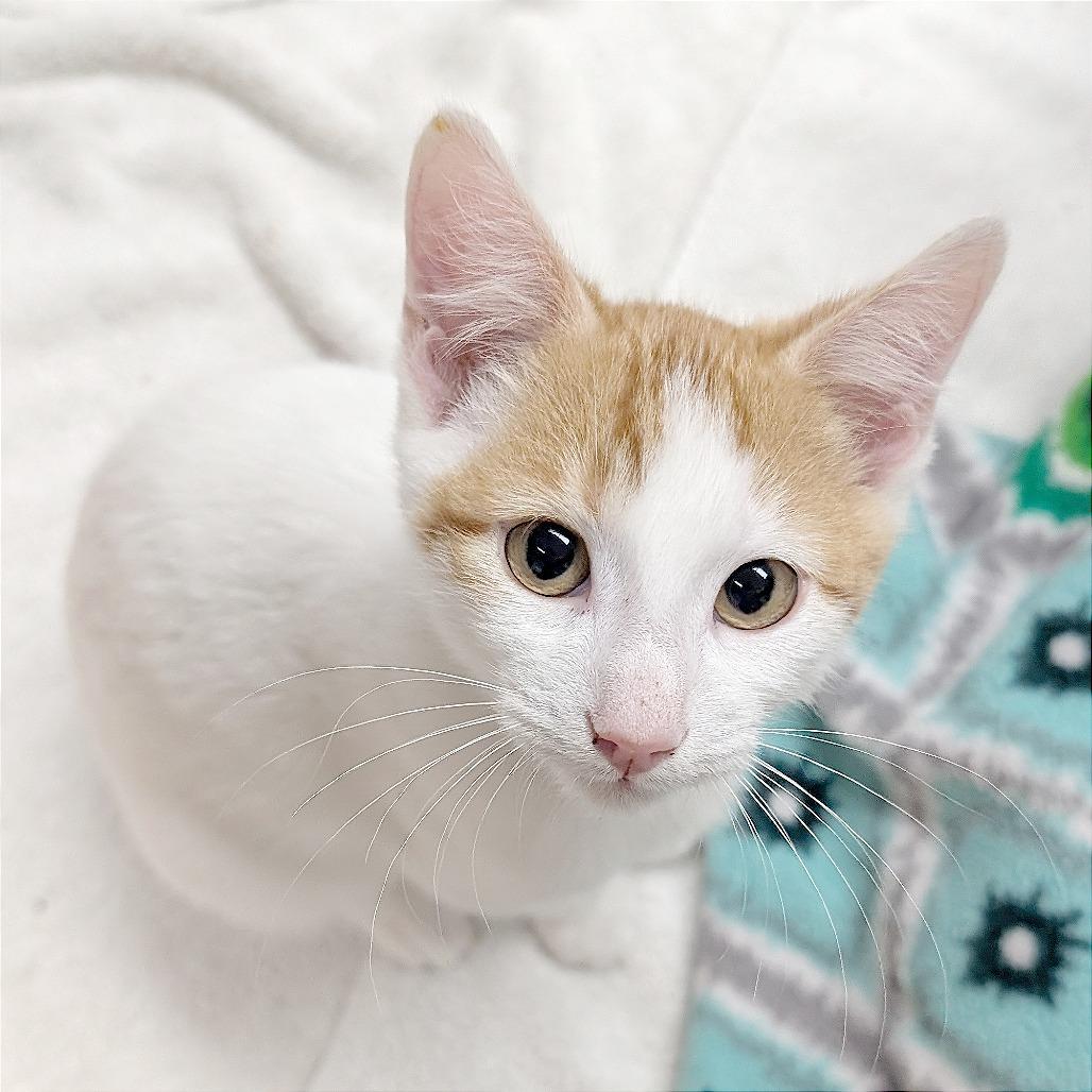 Enlarge Cider, a Adoptable Domestic Short Hair in Pleasant Hill, CA image 2/3