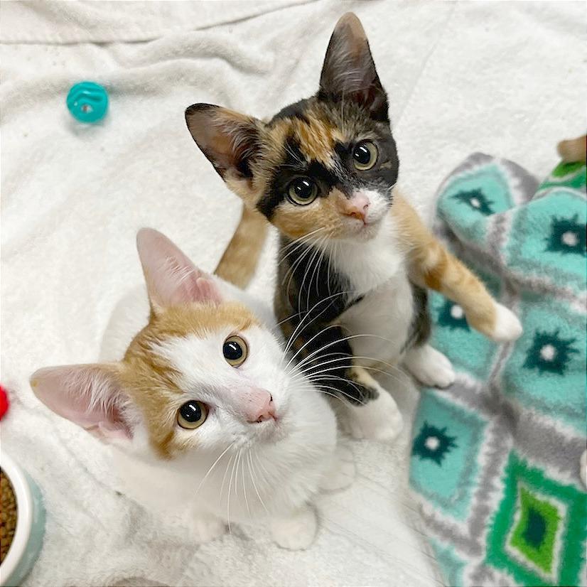 Enlarge Cider, a Adoptable Domestic Short Hair in Pleasant Hill, CA image 3/3