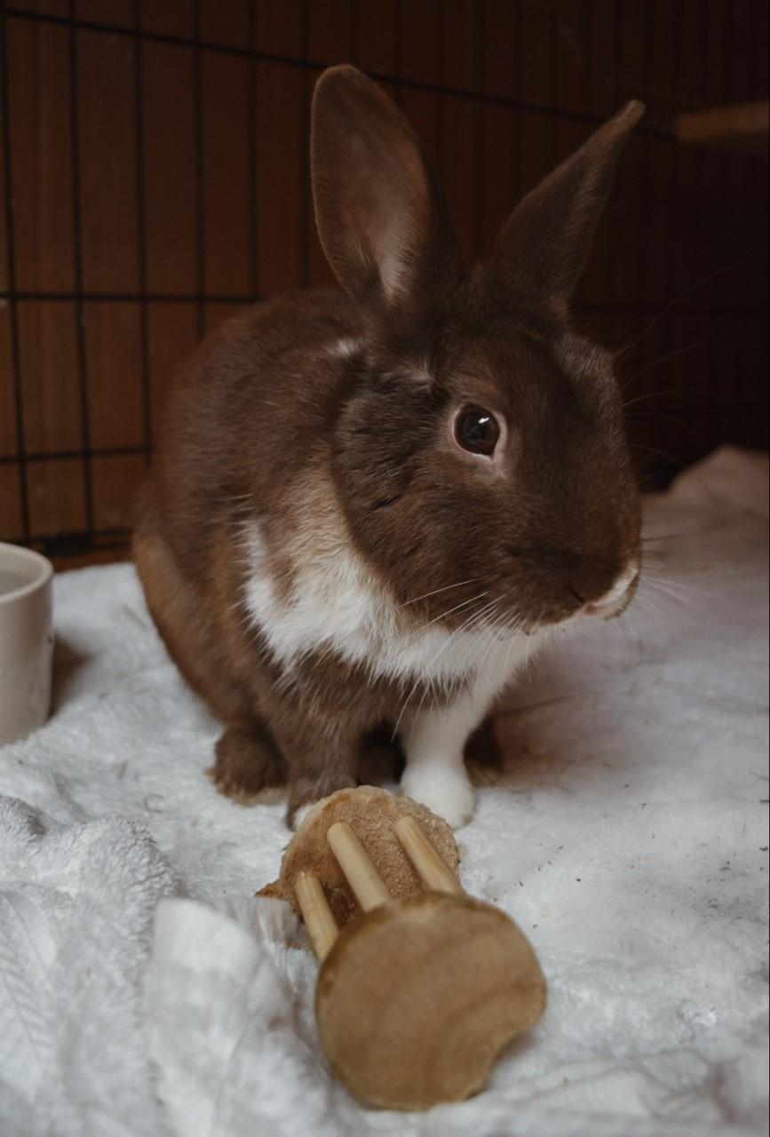 Bixby, Adoptable, Adult Male American.