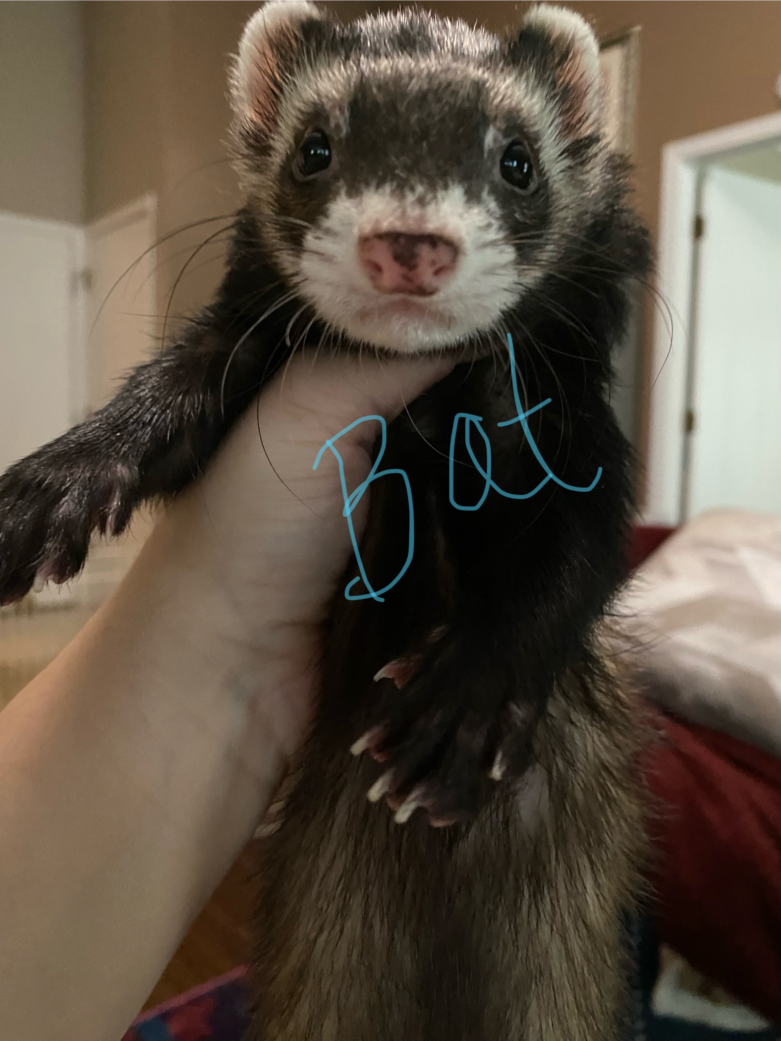 Enlarge Batman & Coco, a Adopted Ferret in Columbus, OH image 1/2