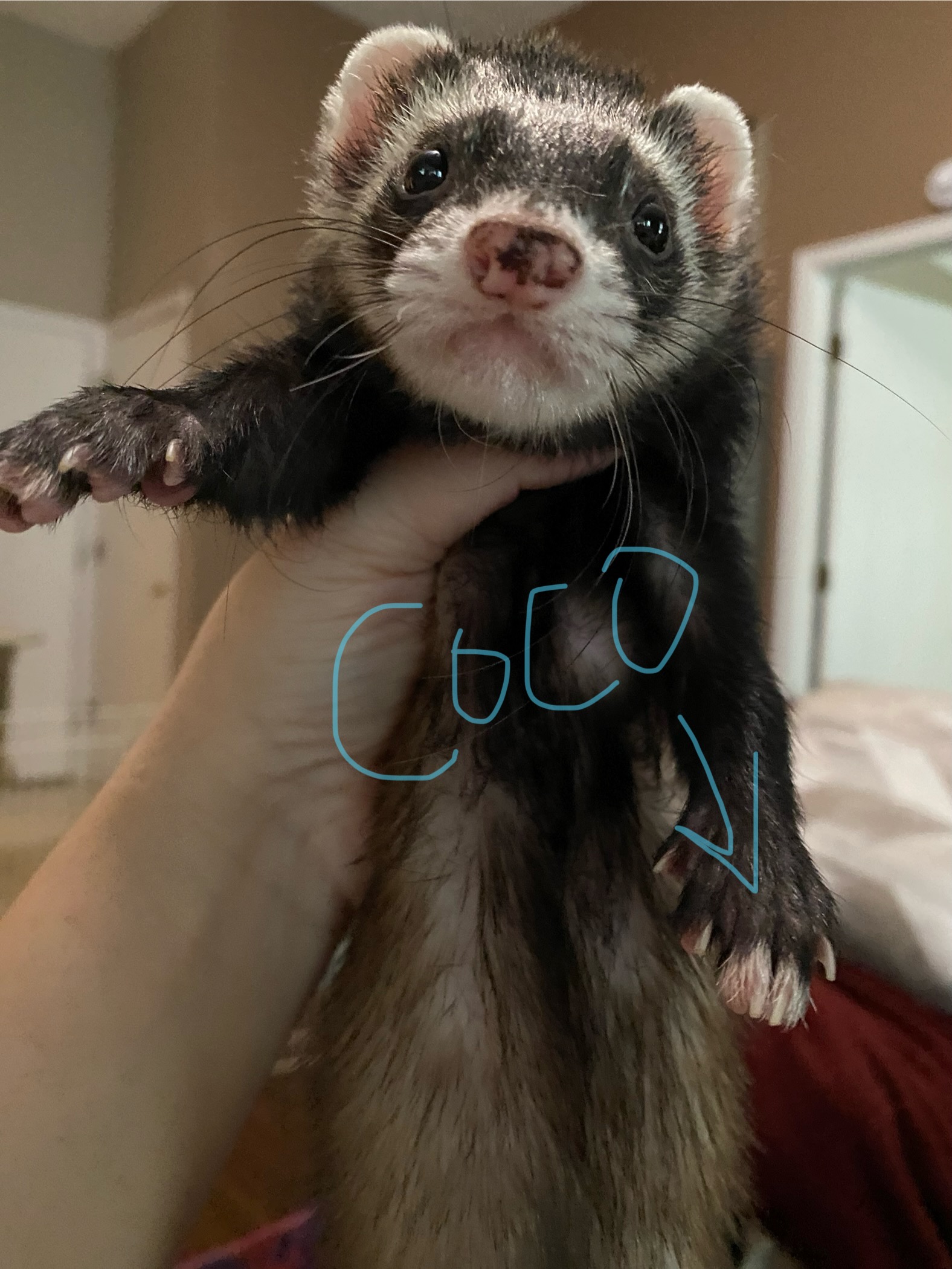 Enlarge Batman & Coco, a Adopted Ferret in Columbus, OH image 2/2
