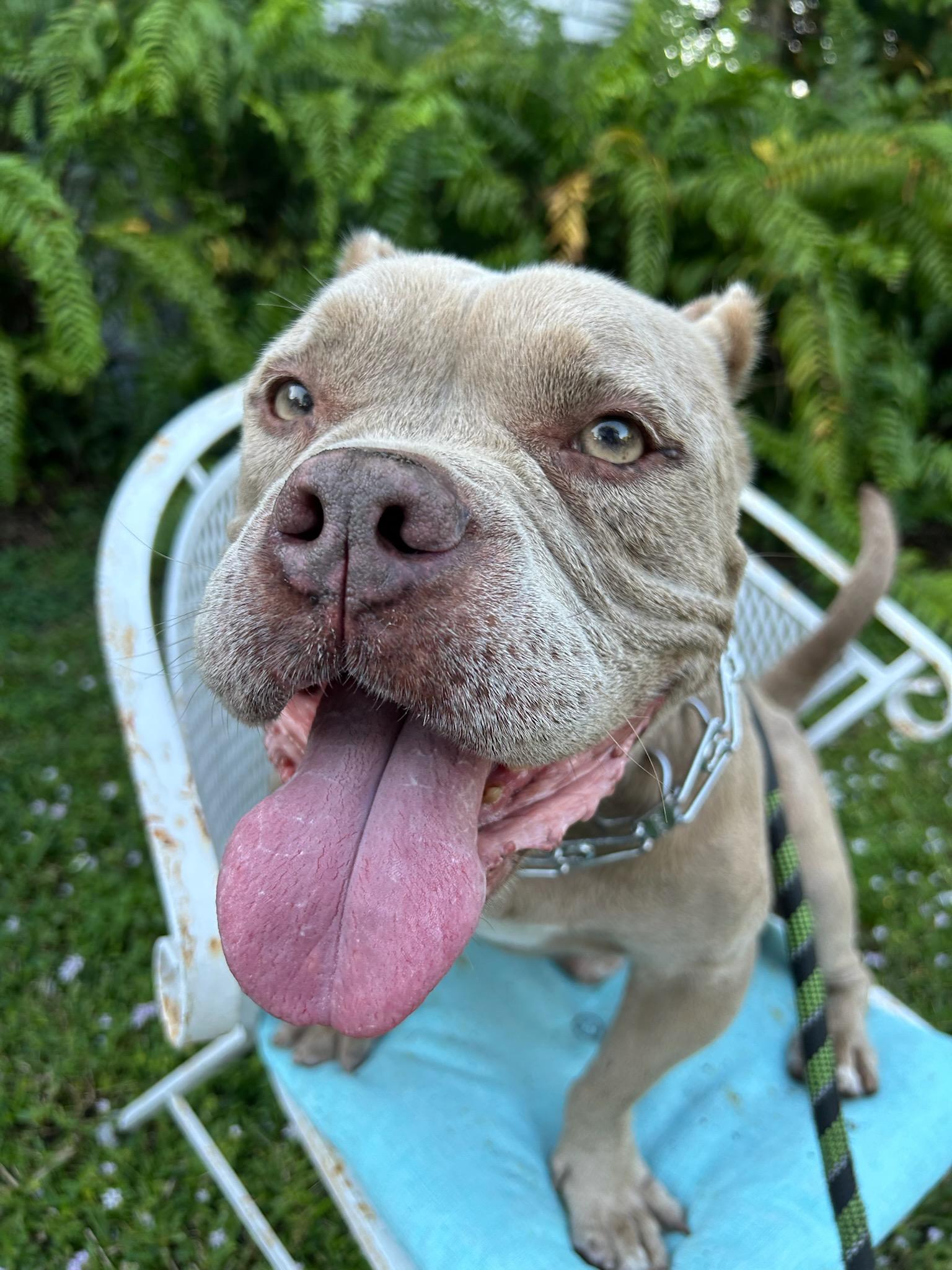 Gus, ADOPTABLE, Senior Male American Bully.
