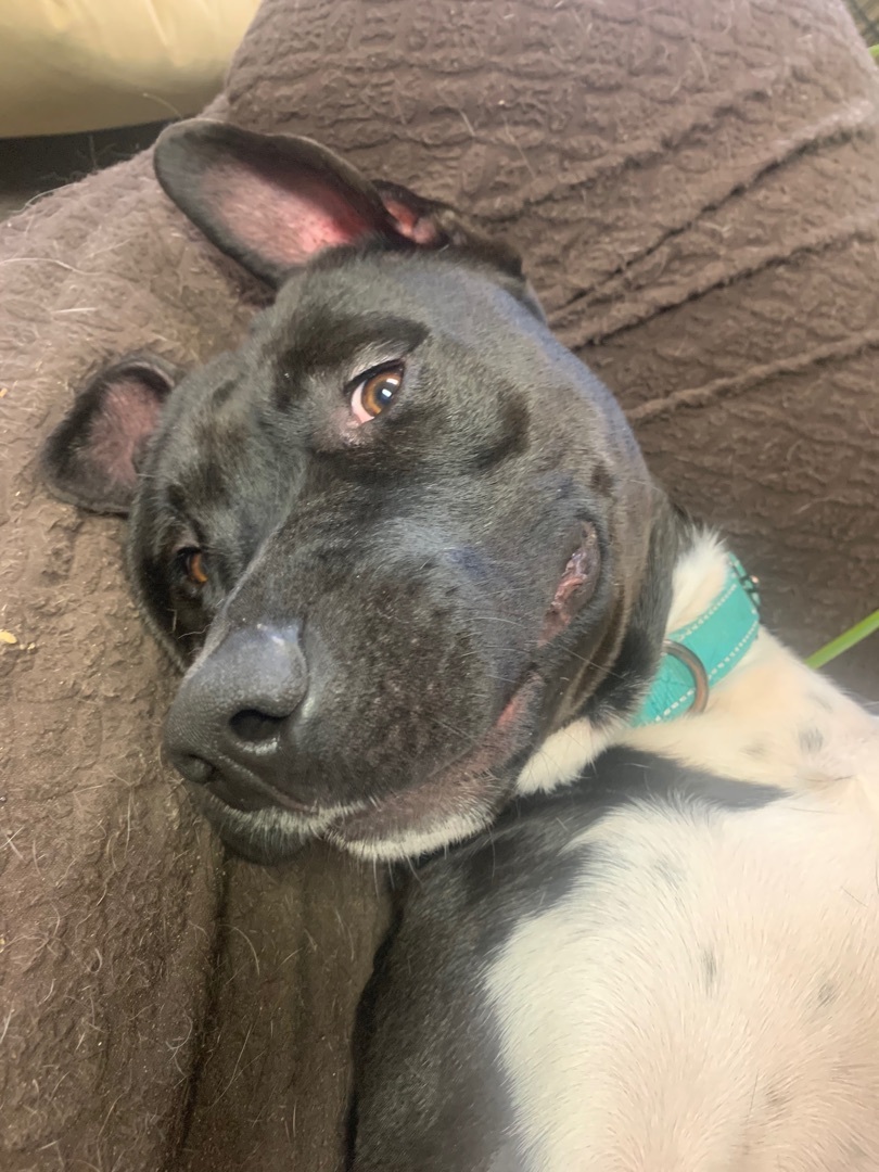 Bentley, Adoptable, Adult Male American Staffordshire Terrier & Black Labrador Retriever.