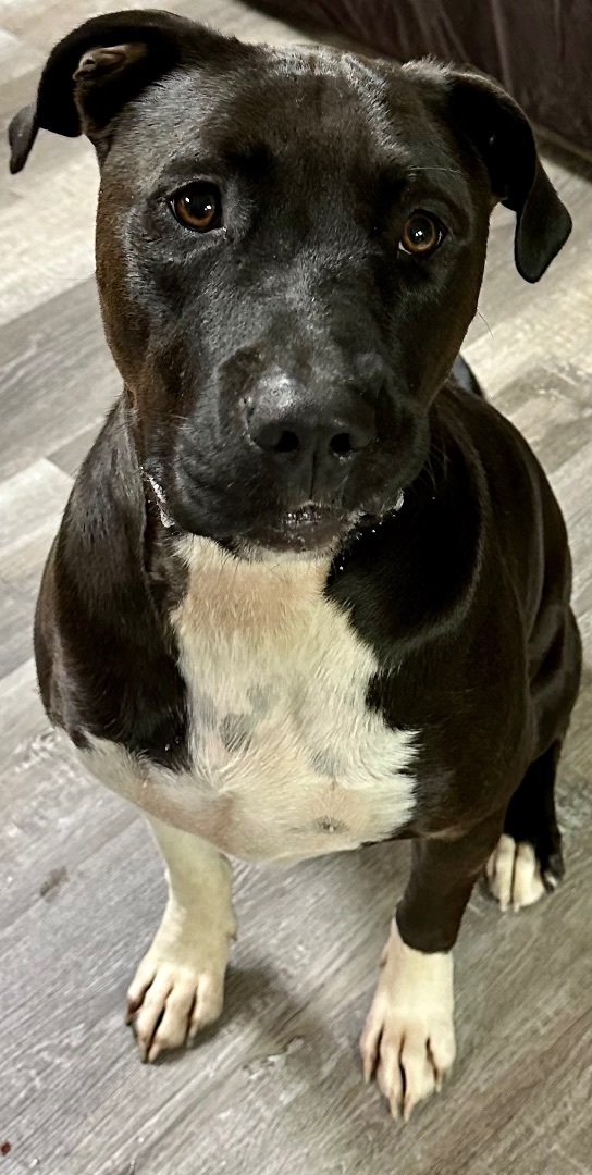 Bentley, a Adoptable mixed breed in Newton, IL image 2/11