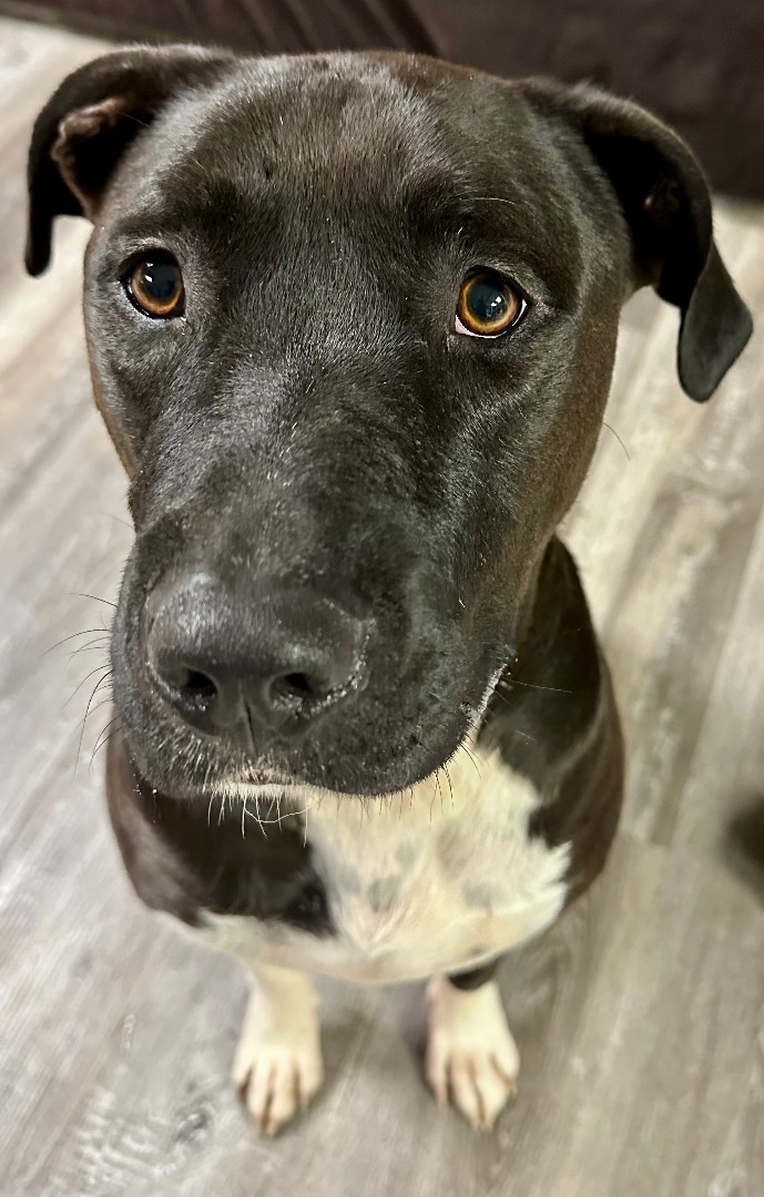 Bentley, a Adoptable mixed breed in Newton, IL image 4/11