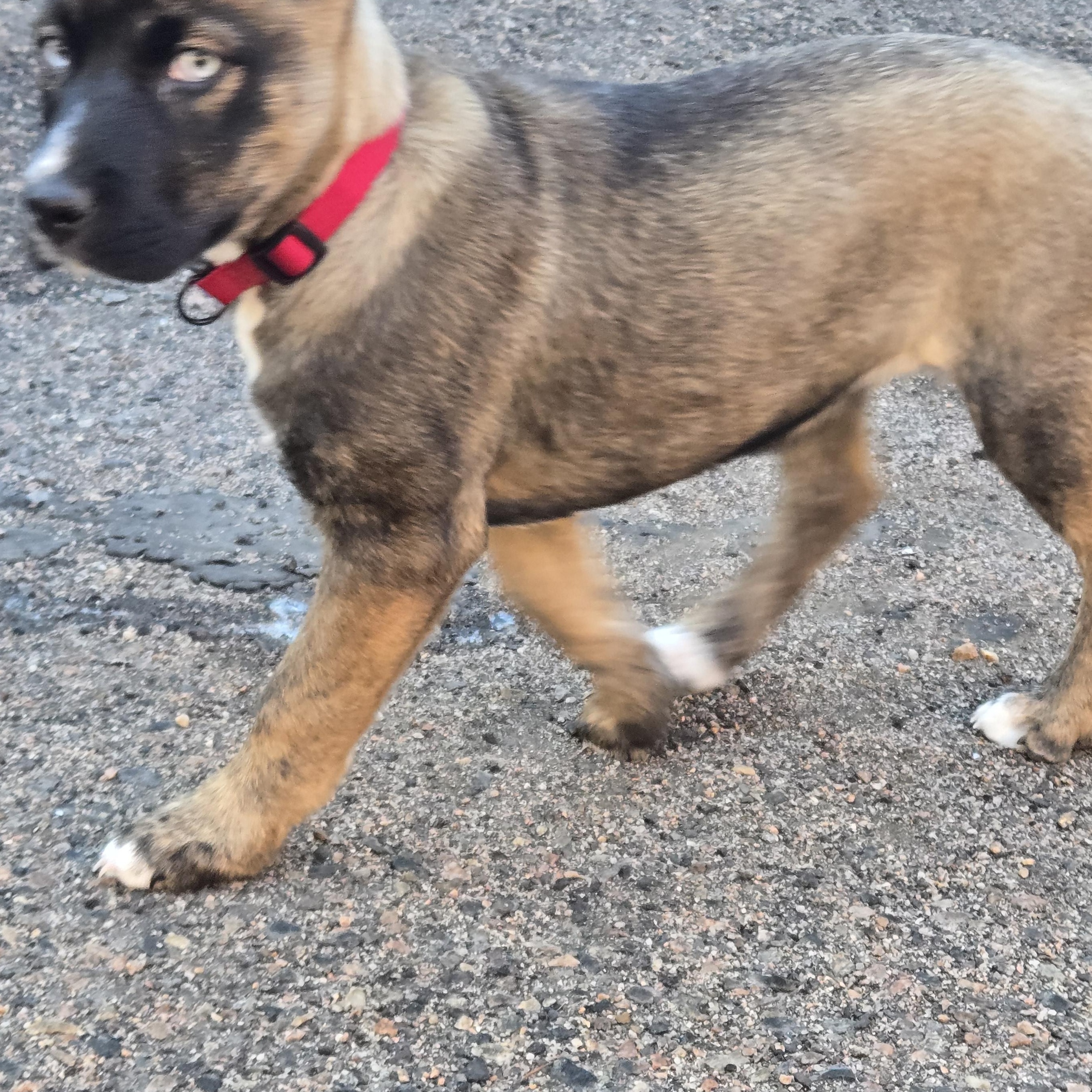 Enlarge Kaiya, a ADOPTABLE mixed breed in Conifer, CO image 1/3