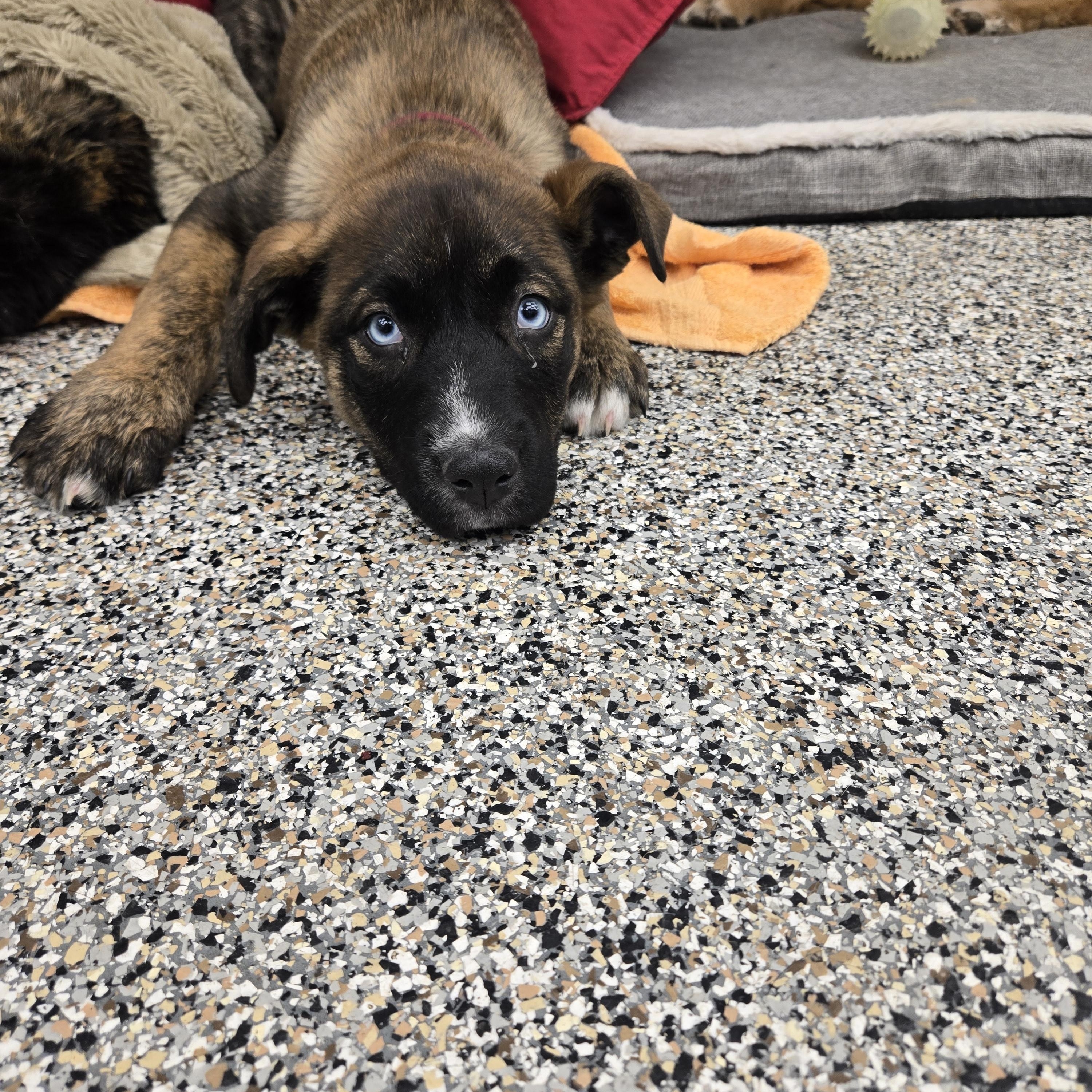 Enlarge Kaiya, a ADOPTABLE mixed breed in Conifer, CO image 3/3