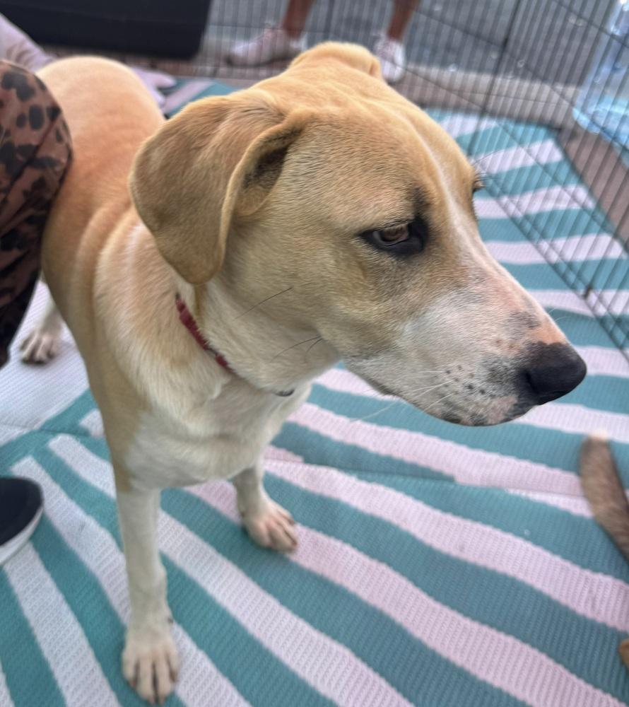 Ezzy - Bandit, Adoptable, Puppy Male Labrador Retriever.