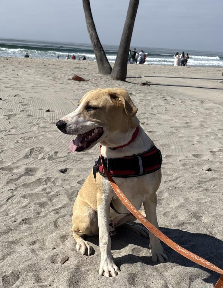 Enlarge Ezzy - Bandit, a Adoptable mixed breed in Bonita, CA image 2/6