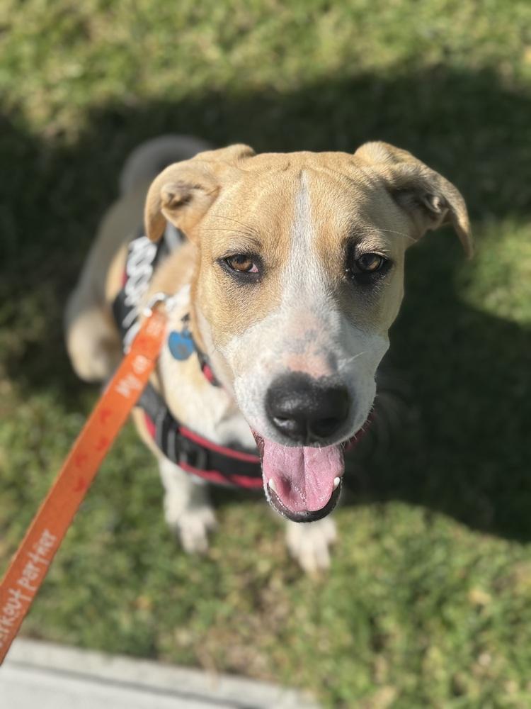 Ezzy - Bandit — thumbnail 3